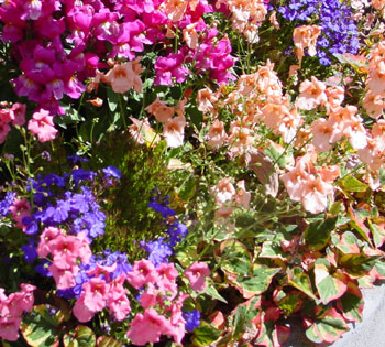 http://www.snapgardeners.com/images/pictures/color/diascia_lobelia_snaps.jpg